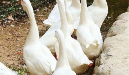 17吃瓜fun 网红大鹅,17吃瓜fun的趣味演绎