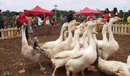 17吃瓜fun 网红大鹅,17吃瓜fun的趣味演绎